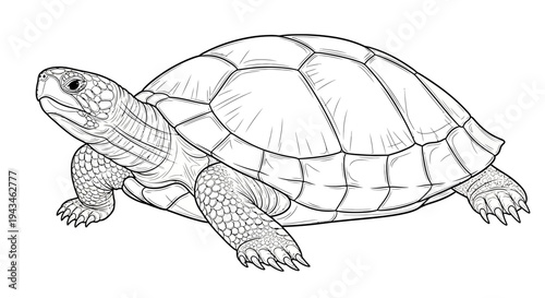 Detailed black and white line drawing of a turtle, showcasing its shell, head, and limbs in an illustrative style.