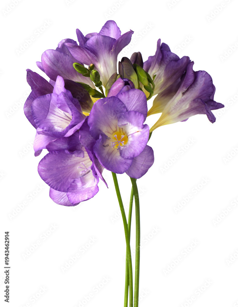 Obraz premium Beautiful purple freesia flowers isolated on white