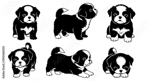 Cute Shih Tzu Puppies: Six Poses of Adorable Black and White Dogs