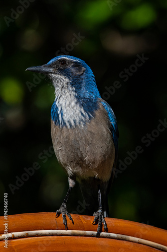 Scrub Jay Portrait