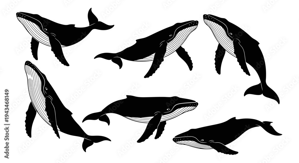 Obraz premium Set of Black and White Whale Illustrations, Marine Life Collection