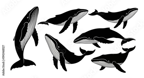 Set of Black and White Whale Illustrations, Marine Mammal Silhouettes on White Background