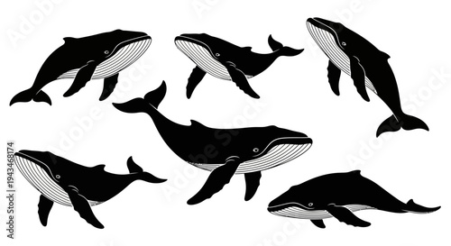 Set of Black and White Whale Illustrations, Ocean Mammals Collection