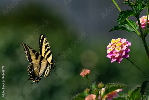 Tiger Swallowtail Butterfly