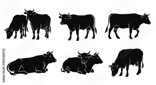 Set of Black Cow Silhouettes in Various Poses on White Background