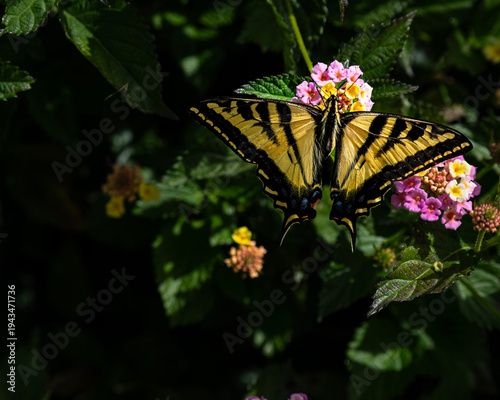 Tiger Swallowtail Butterfly