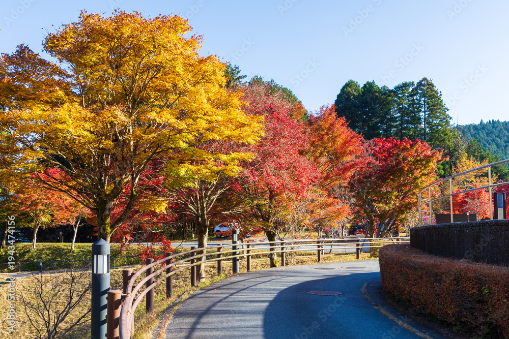 Obraz premium 日本の風景・秋 静岡 紅葉の田貫湖畔