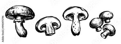 Hand drawn black and white champignon mushrooms set in a rough sketch style, showing whole, sliced, and cross-section views of the edible fungi for culinary or botanical design