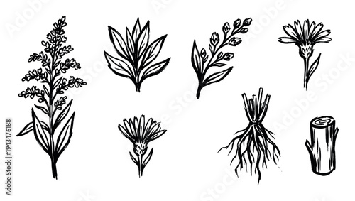 Set of hand-drawn botanical illustrations featuring various wildflowers, leaves, roots, and a log in a rustic, rough ink sketch style with an organic, natural feel