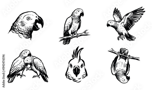 Set of six black ink parrot illustrations in a hand-drawn sketch style, showing different species and poses like flying, perching, cuddling, and hanging upside down