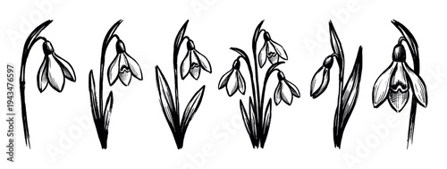Set of hand-drawn snowdrop flower illustrations in a black ink sketch style, a graphic botanical collection showing delicate spring blooms with detailed leaves and stems
