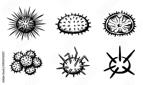 Collection of six hand-drawn spiky objects resembling sea urchins, exotic fruits, and microbes in a rough, graphic ink brush style
