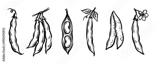Hand-drawn green bean pods in a vintage sketch style showing a collection of whole, open, and flowering legumes in a detailed black and white botanical illustration set