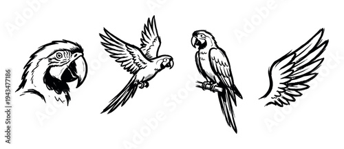 Collection of black ink parrot illustrations in a rough hand-drawn sketch style showing a macaw head, a flying bird, a perched parrot, and a single wing for design