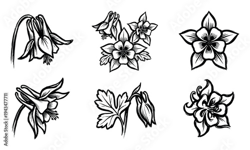 Six hand-drawn black ink columbine flower illustrations in a graphic sketch style, showing various botanical views of the Aquilegia plant with petals, leaves, and buds