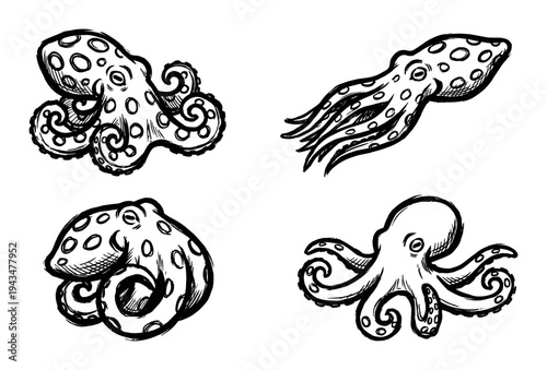 Four hand-drawn black and white octopus and squid illustrations in a sketchy ink style showing different poses with curled tentacles, rendered in a graphic, monochrome design
