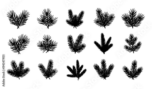 Evergreen pine branch vector pack with conifer twig silhouettes for winter botanical design
