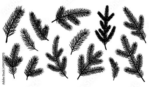 Conifer pine branch silhouette collection with evergreen twig botanical illustrations
