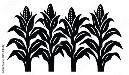 Silhouette icon set of 4 corn stalks featuring tall maize plants with ears and leaves for agriculture design