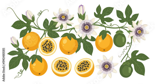 Passion Fruit Vine with Flowers, Fruits and Leaves Illustration