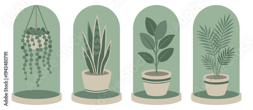 Flat icon set of 4 houseplants featuring string of pearls, snake plant, rubber tree and palm in glass dome displays for botanical design