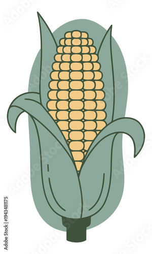 Cartoon illustration of sweet corn depicting a ripe ear with husks and yellow kernels for food and agriculture design