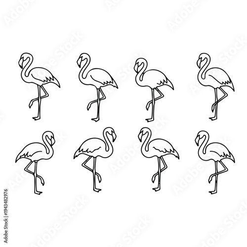 Flamingos standing in various poses.