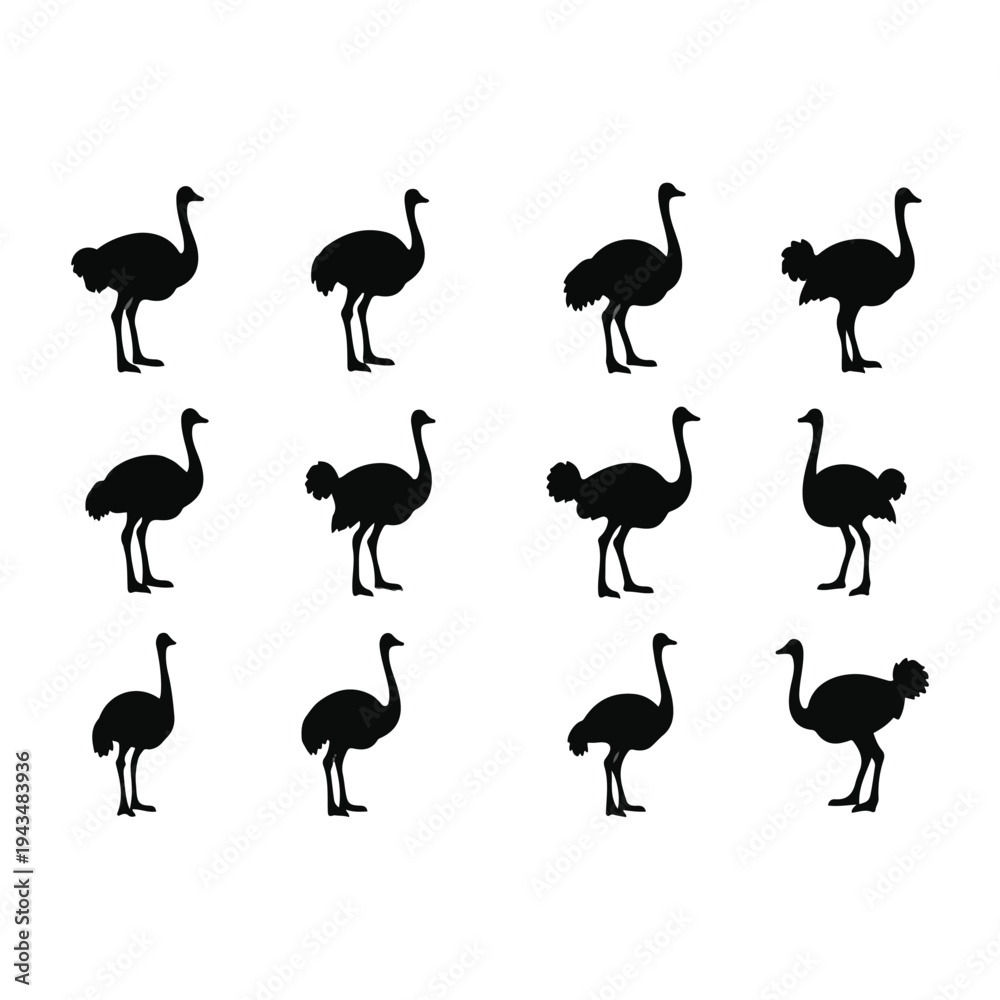 Obraz premium Group of Ostriches in Various Poses.