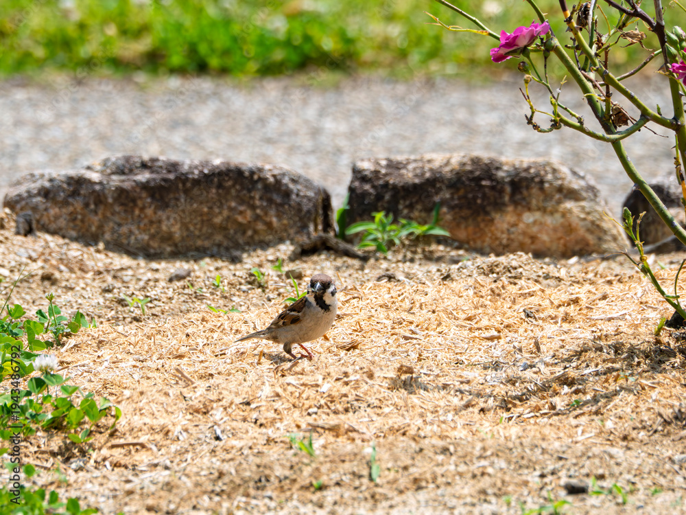Obraz premium 陽だまり散歩。砂地で遊ぶ愛らしいスズメ