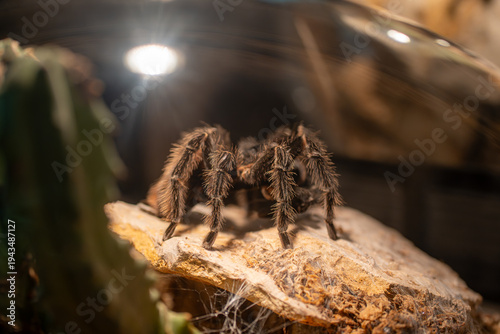 Detailed macro photo of a hairy tarantula spider resting on a rock inside a terrarium, ideal for educational, scientific, or exotic pet care content and research purposes.