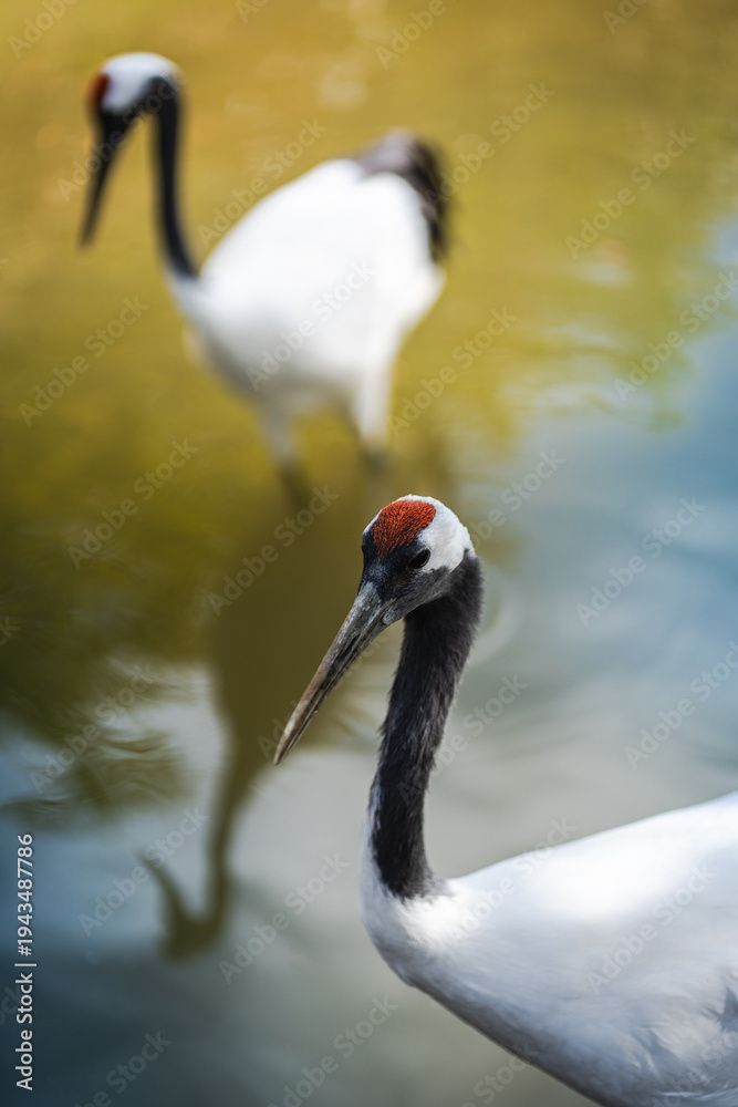 Obraz premium Two graceful red crowned cranes stand in calm, reflective water, showcasing their striking plumage and serene natural environment, perfect for wildlife and nature themes.