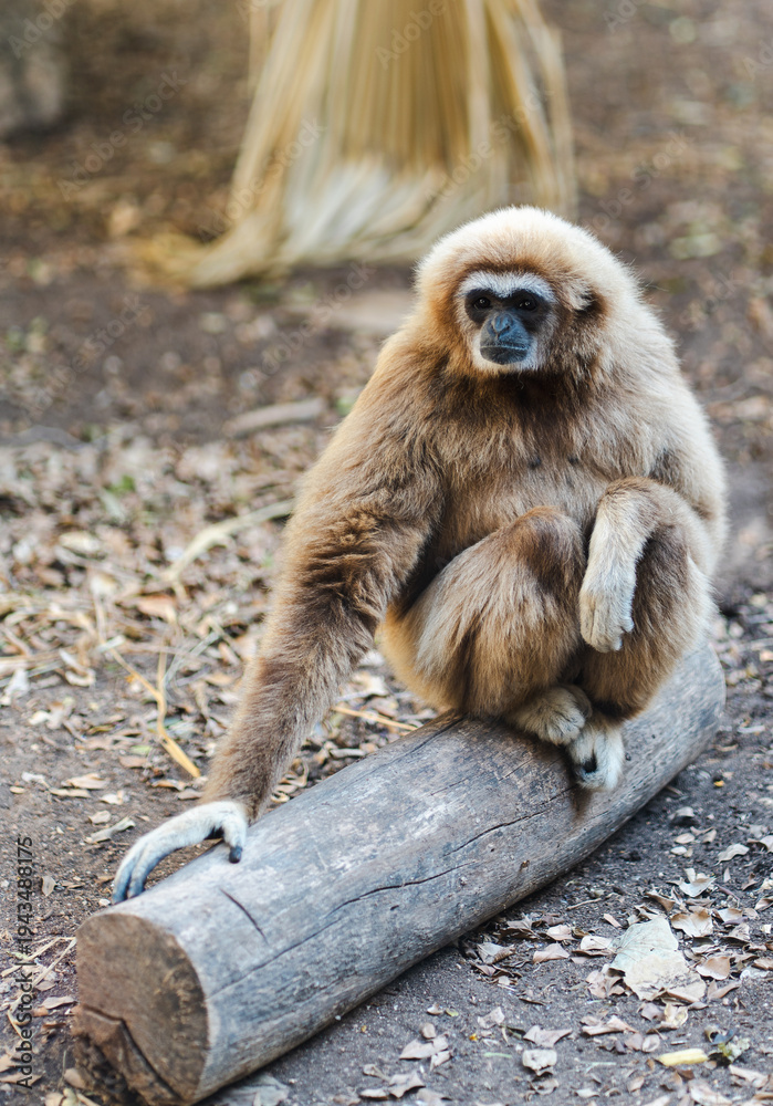 Obraz premium A gibbon with thick brown fur sits calmly on a log in a forest environment, showcasing its natural behavior and unique primate features in a wildlife setting.
