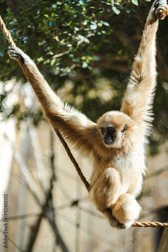 A gibbon monkey gracefully swings on a rope in a sunlit outdoor environment, showcasing agility and natural behavior in a lush, green, and peaceful setting.