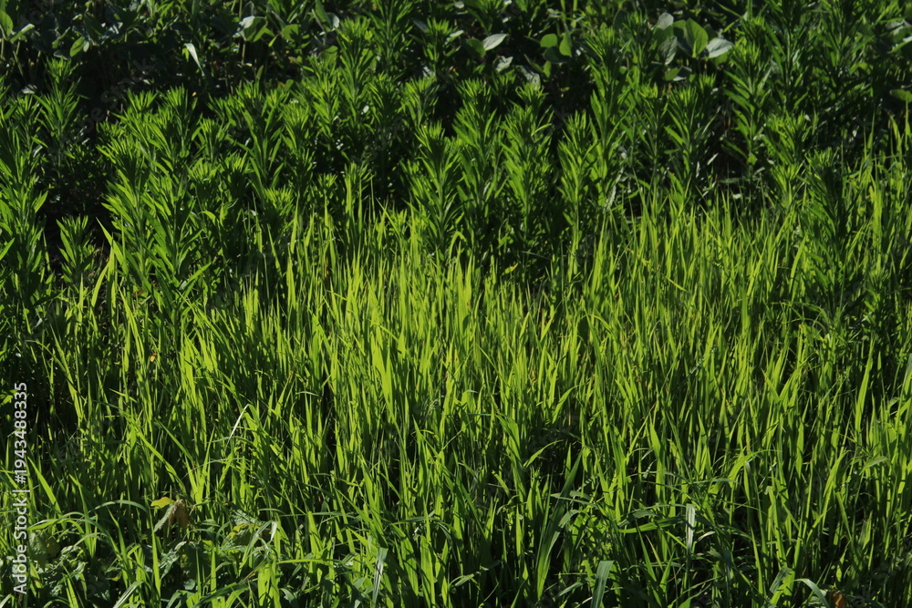 Fototapeta premium green grass texture