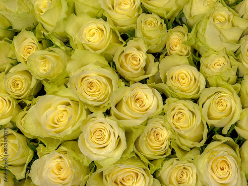 Selective focus a bouquet of yellow rose display on market, A compact large flowering shrub with green leaves, The flowers are in clusters and have a pleasant fragrance, Natural pattern background.
