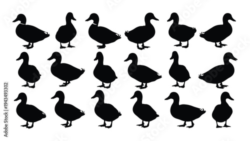 A group of black ducks standing together