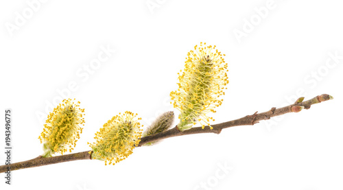 Pussy willow branch with flowers