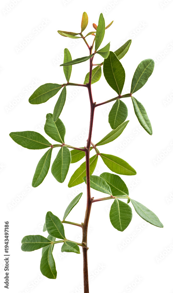 Naklejka premium Mastic tree branch