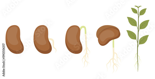 Seed germination and plant growth stages illustration showing development from bean seed to young sprout with roots and leaves