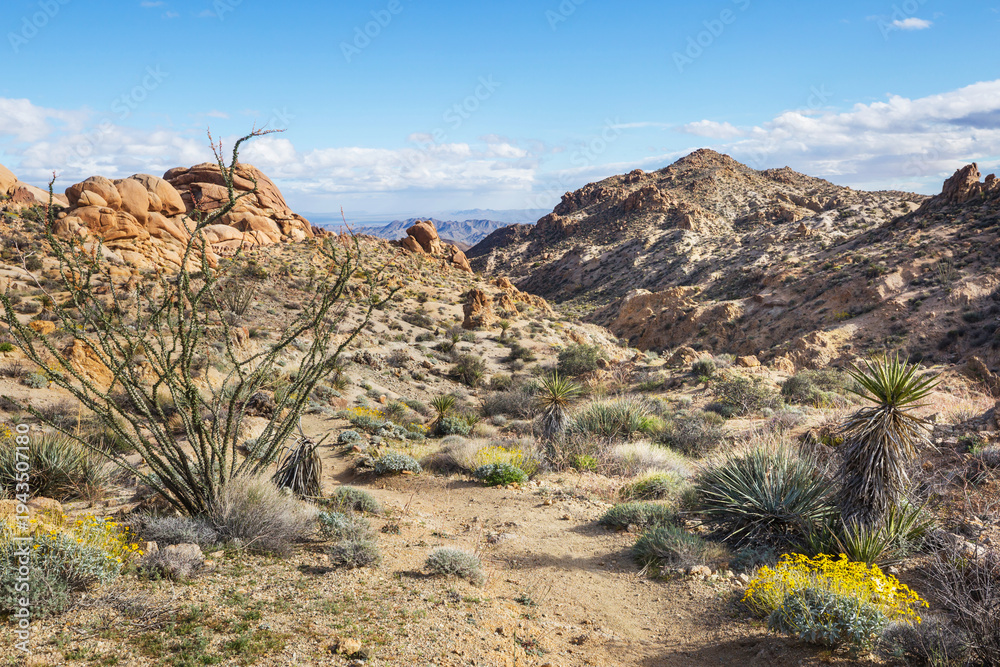 Fototapeta premium Joshua tree