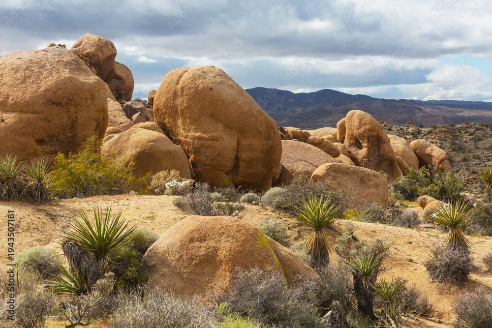Naklejka premium Joshua tree