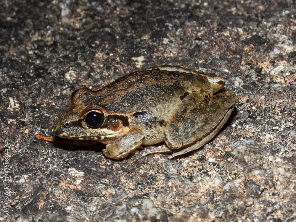 Obraz premium Broad-palmed Frog (Litoria latopalmata) in Australia