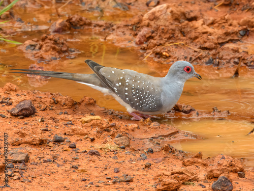 Diamond Dove (Geopelia cuneata) in Australia