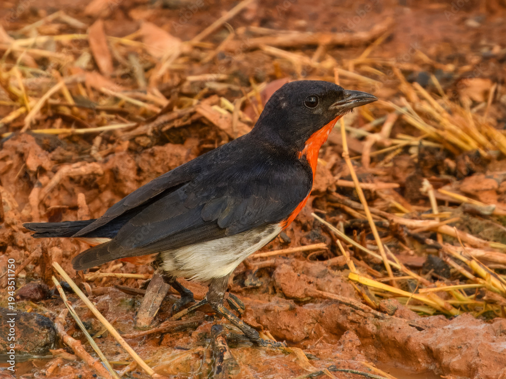 Fototapeta premium Mistletoebird (Dicaeum hirundinaceum) in Australia