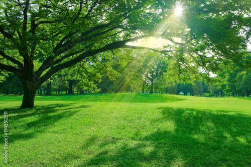森の葉　バナー