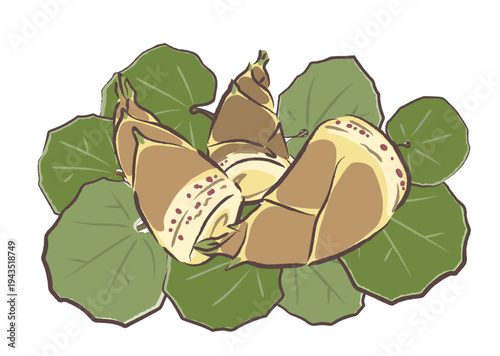 ツワブキの葉の上に並べた、小さめサイズのたけのこ　手描きタッチイラスト