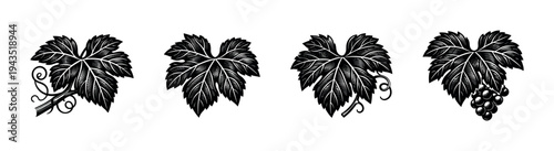 Black and white grapevine leaf silhouette set with grape clusters and tendrils