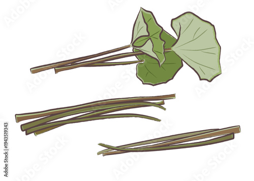 春の山菜ツワブキの束（葉あり・葉柄のみ）筆タッチのイラストセット