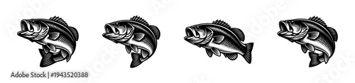 Bass fish set in black and white illustration style with multiple angles