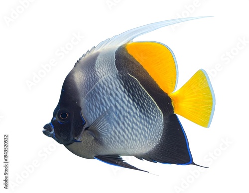A side view of a vibrant fish isolated on white. Its body is striped with various colors, displaying fins